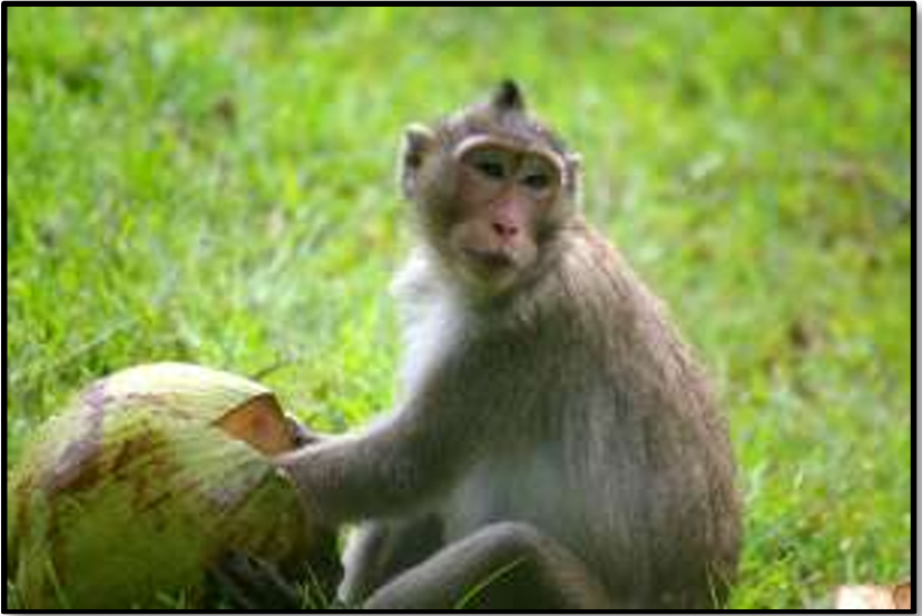 monkey trap coco story