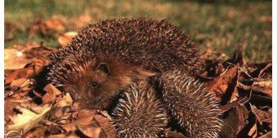 hérisson
