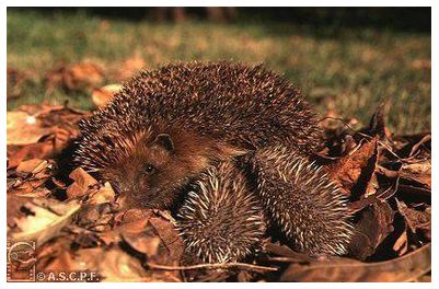 hérisson